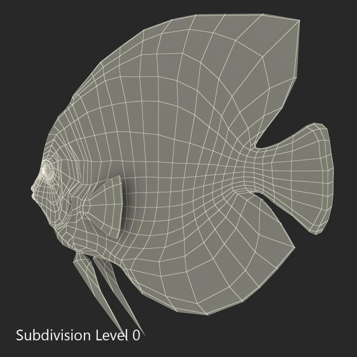 3D Symphysodon Fish Rigged model