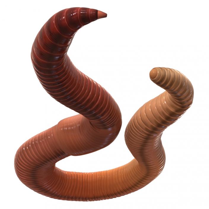 Earth Worm Rigged 3D