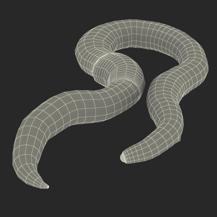 Earth Worm Rigged 3D