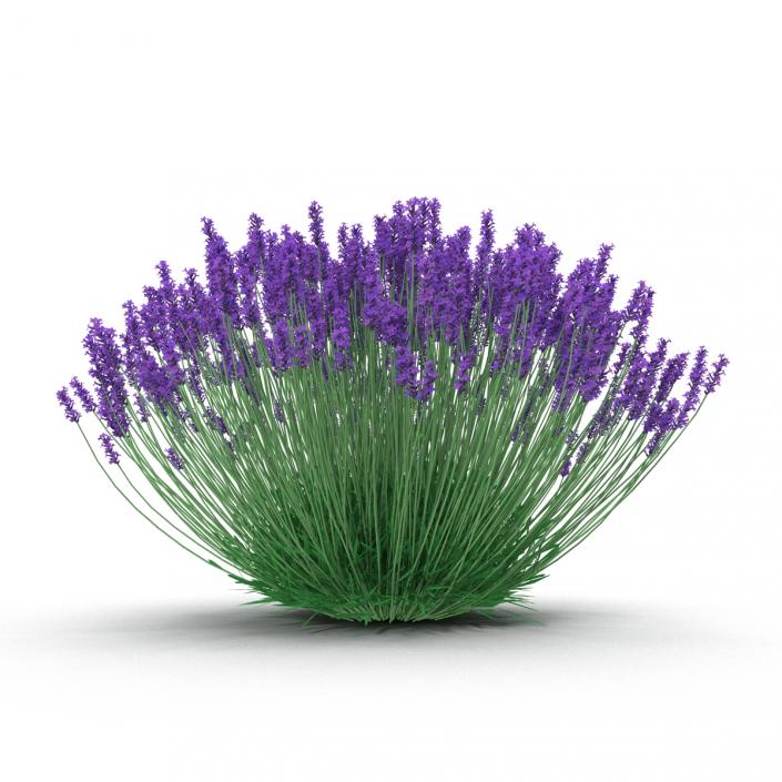 3D Lavender Bush model