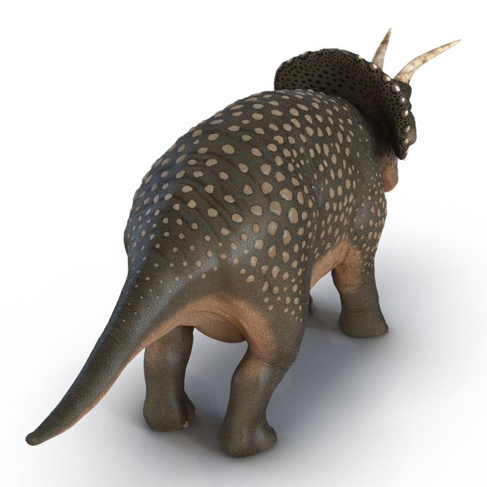 3D Triceratops