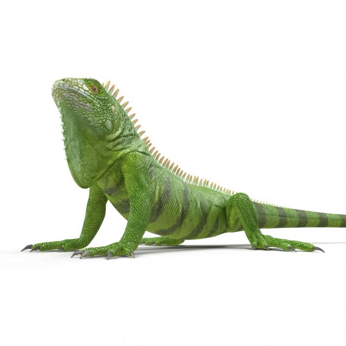 Green Iguana Pose 3.