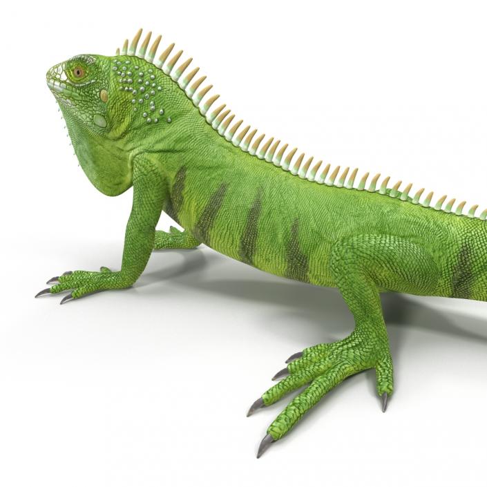 Green Iguana Pose 3 3D model