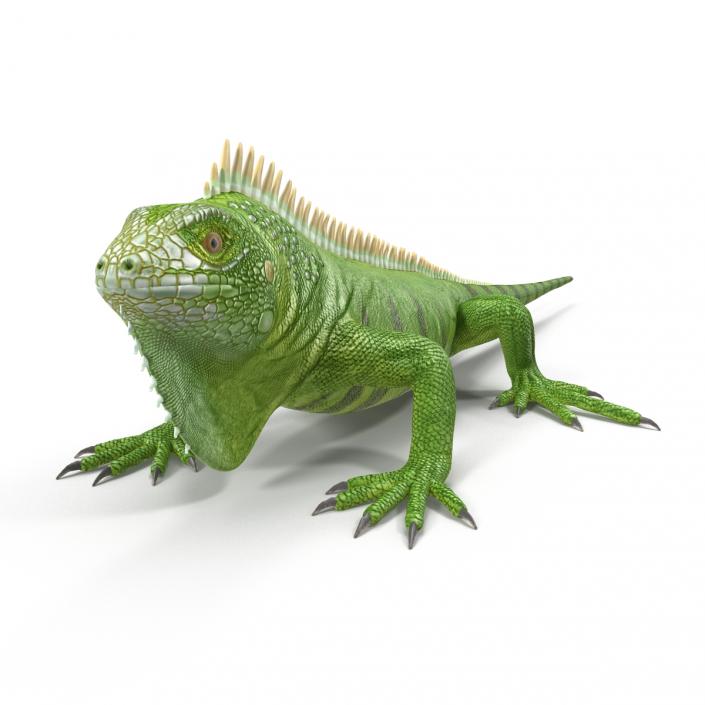 Green Iguana 3D