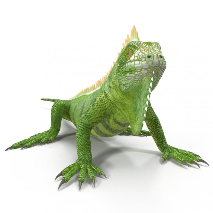 Green Iguana Pose 2 3D model