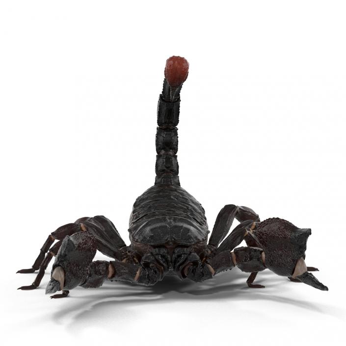 3D Black Scorpion Rigged