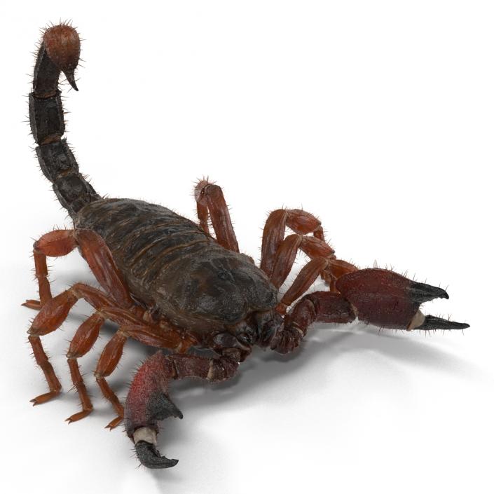 Scorpion Rigged with Fur 3D model