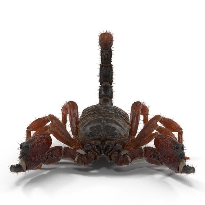 Scorpion Rigged with Fur 3D model
