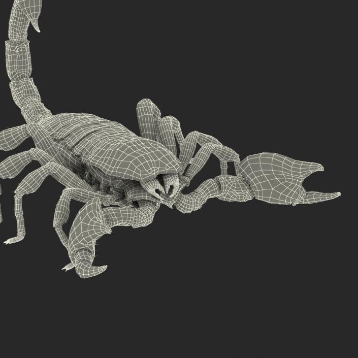 3D model Scorpion Rigged