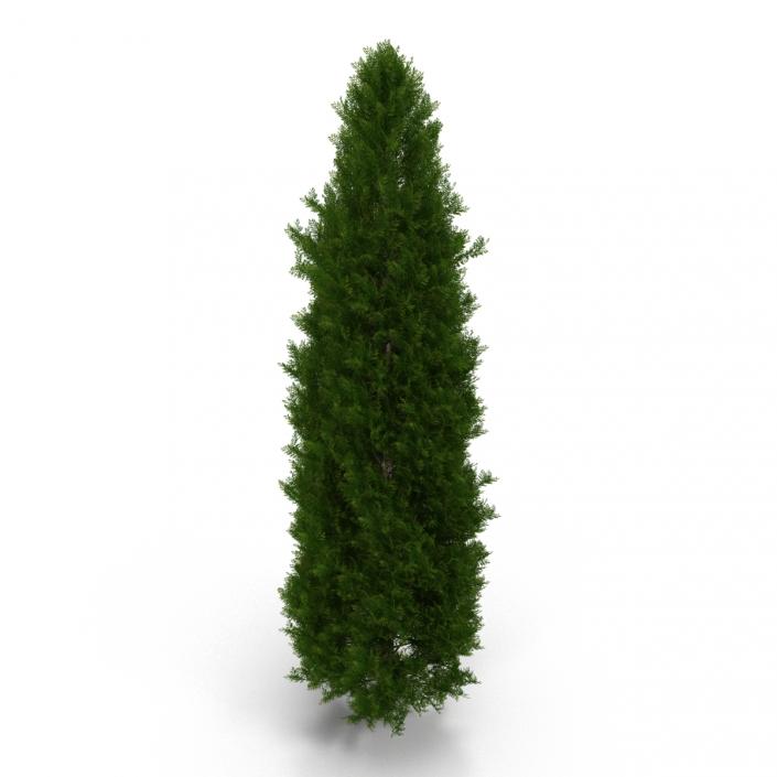 Cypress Tree 3D