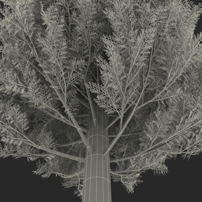 Cypress Tree 3D