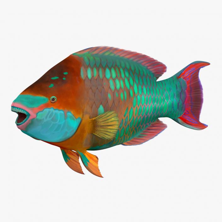 Coral Fishs Collection 2 3D model