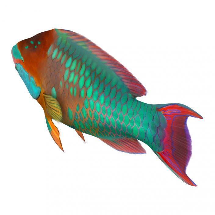 Rainbow Parrot Fish 3D model