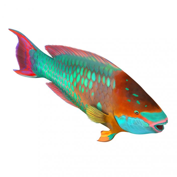 3D Rainbow Parrot Fish Rigged