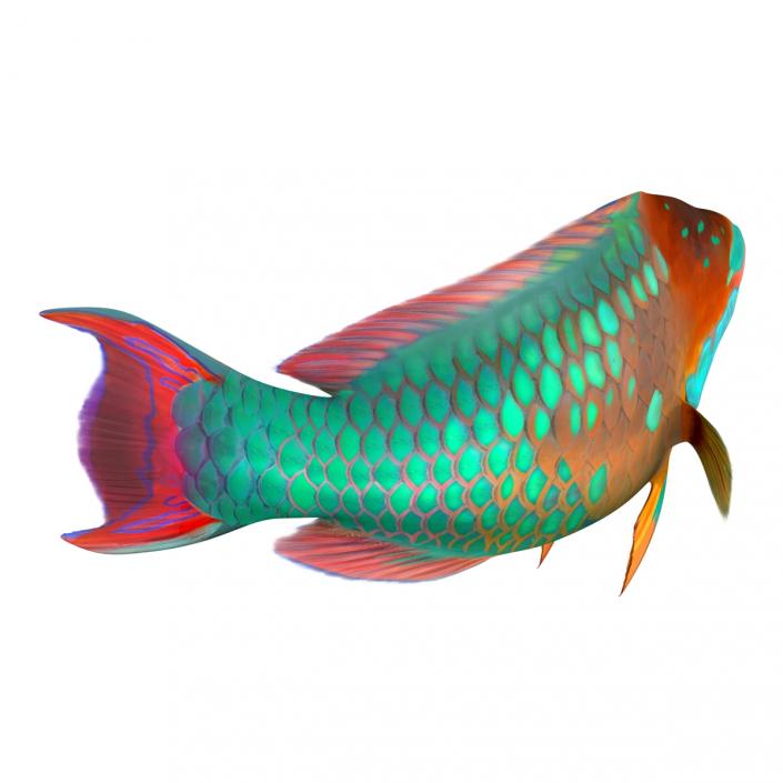 3D Rainbow Parrot Fish Pose 2