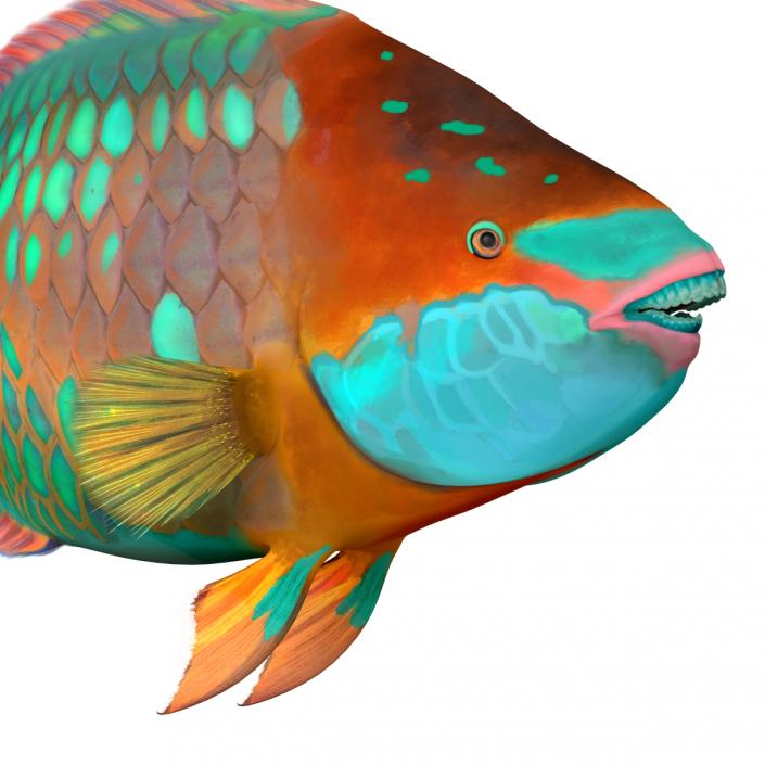 3D Rainbow Parrot Fish Pose 2