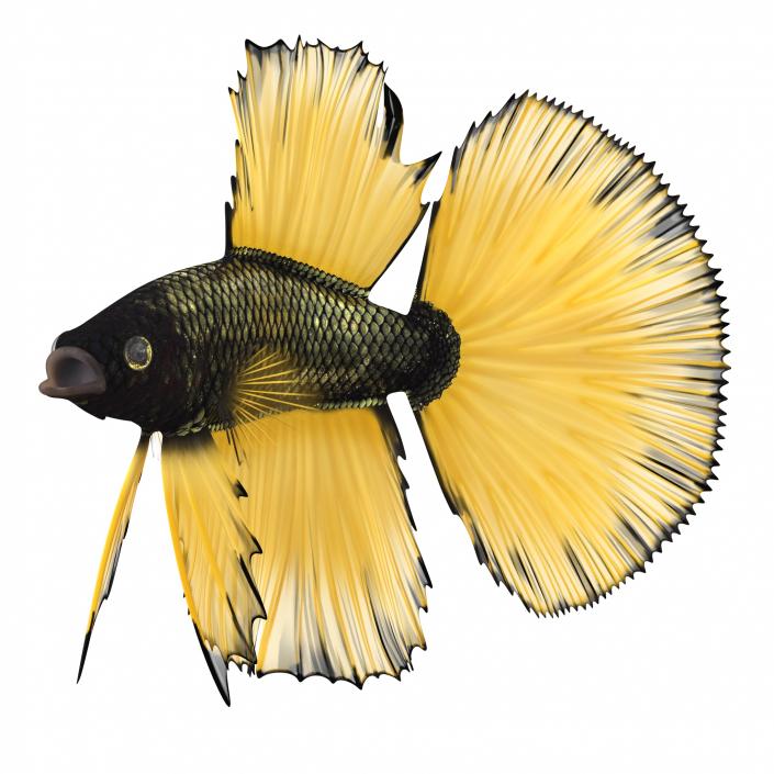 Betta Fish Rigged 3D