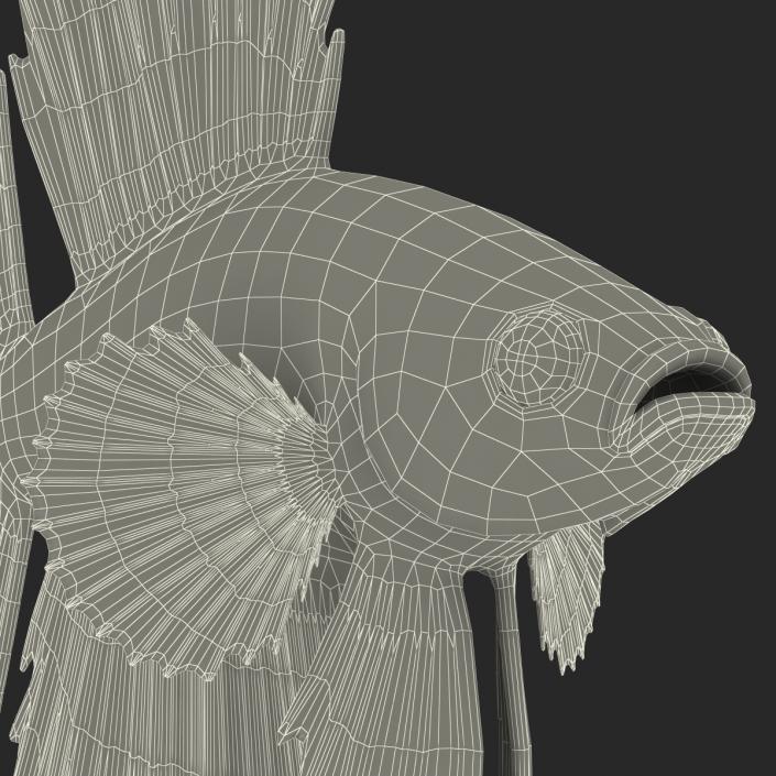 Betta Fish Rigged 3D
