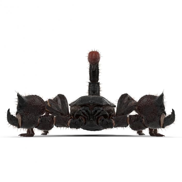 3D Black Scorpion with Fur model