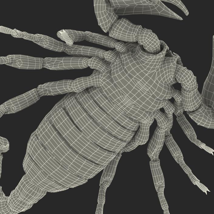 3D model Black Scorpion Pose 3 with Fur