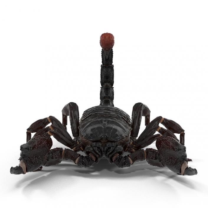 Black Scorpion 3D model