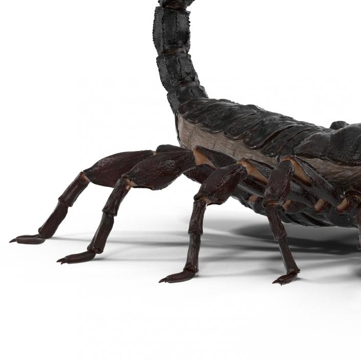 3D Black Scorpion Pose 2