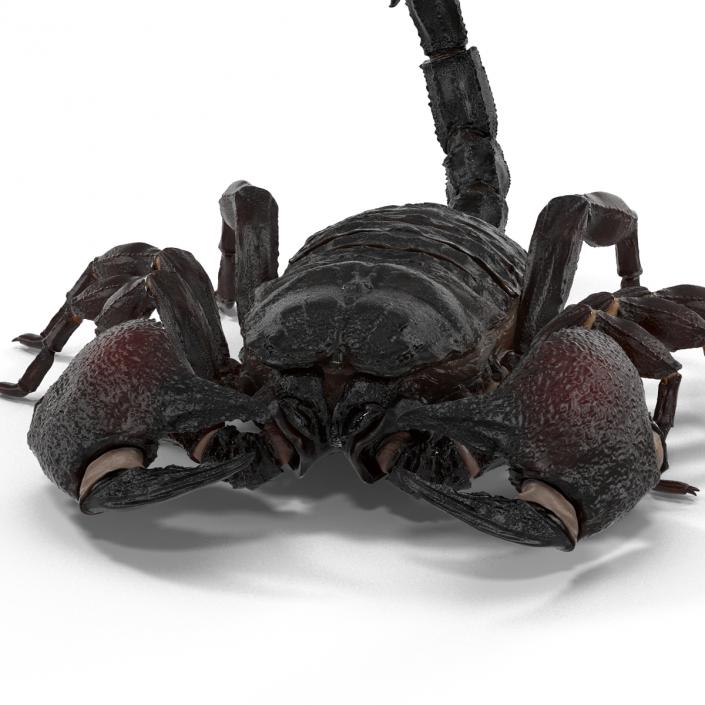 3D Black Scorpion Pose 3