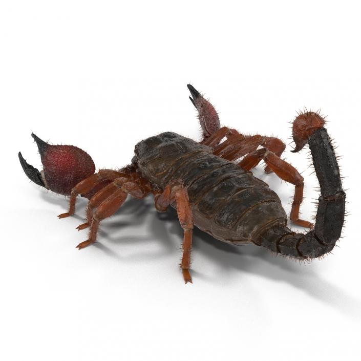 Scorpion with Fur 3D