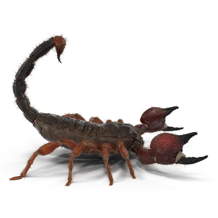 Scorpion Pose 2 with Fur 3D model