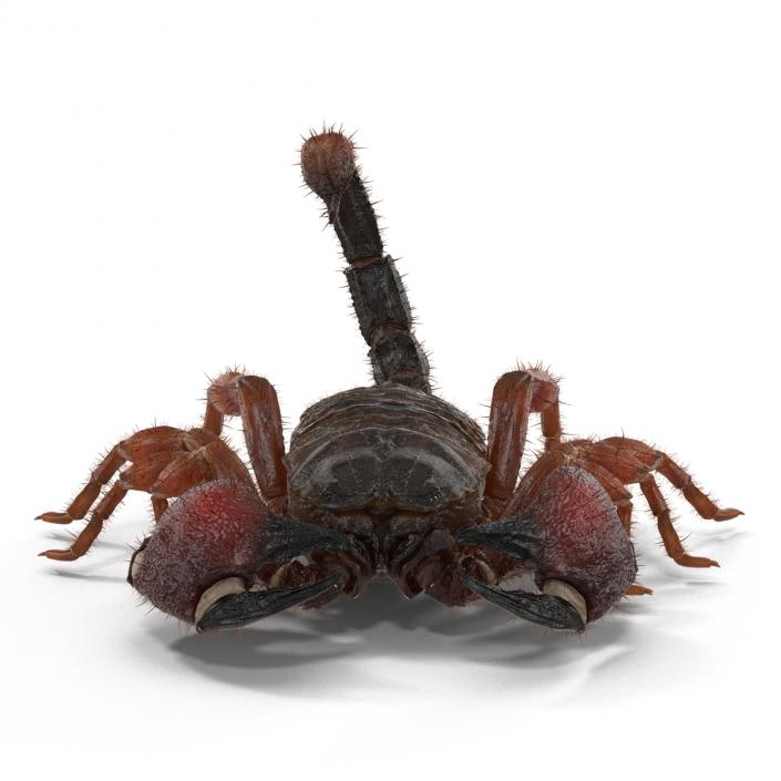 Scorpion Pose 3 with Fur 3D model