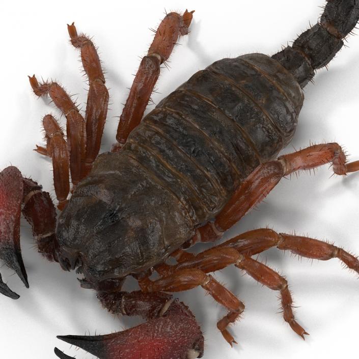 Scorpion Pose 3 with Fur 3D model