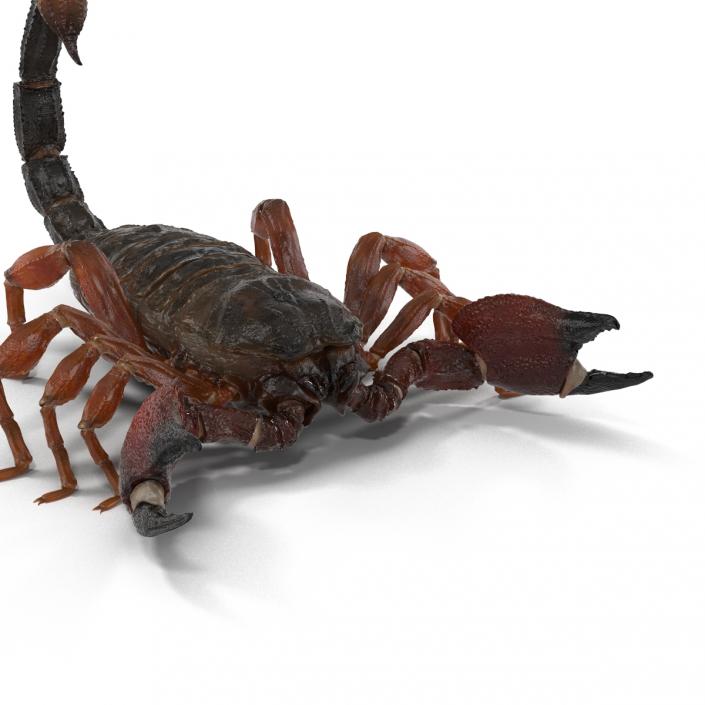 3D model Scorpion