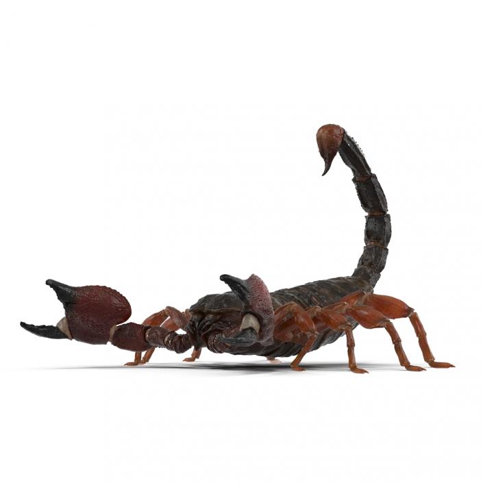 3D model Scorpion Pose 2
