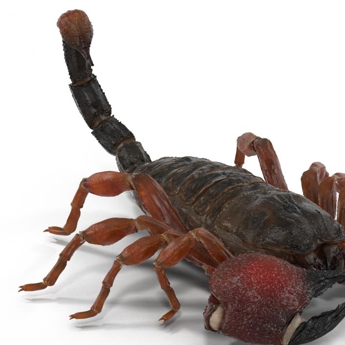 3D model Scorpion Pose 3