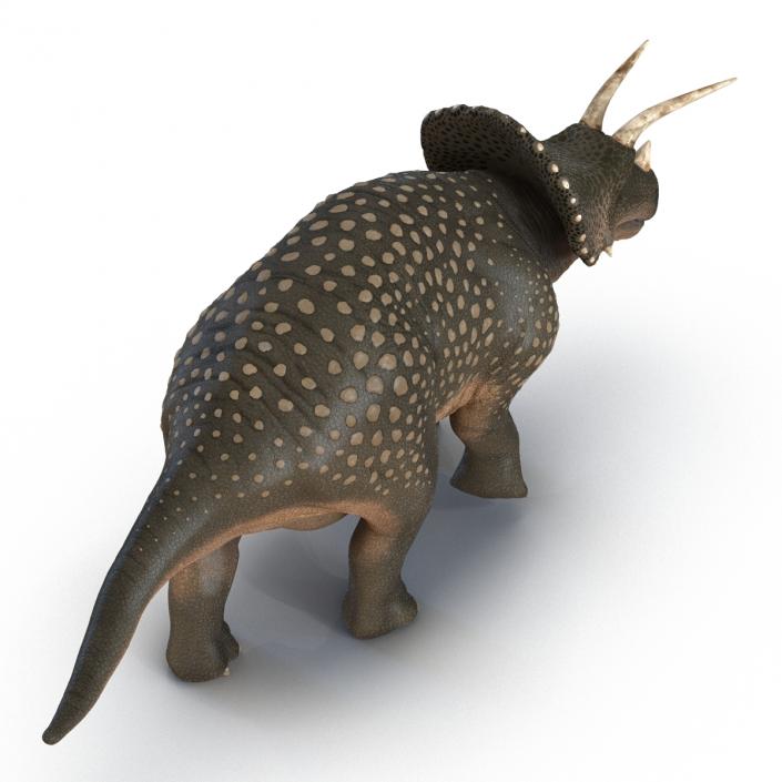 3D Triceratops Pose 3 model