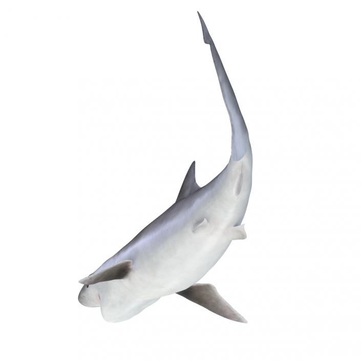 Milk Shark Rigged 3D