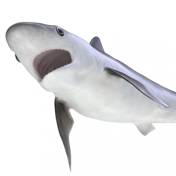 Milk Shark Rigged 3D