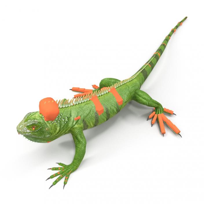 Green Iguana Rigged 3D model