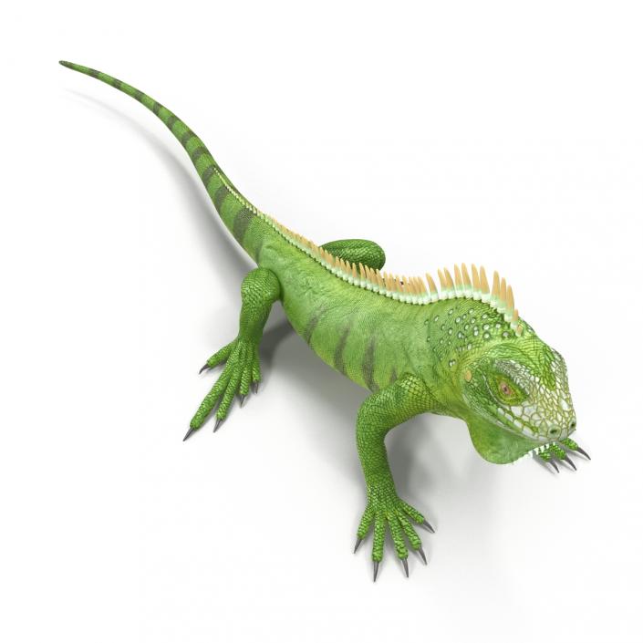 Green Iguana Rigged 3D model
