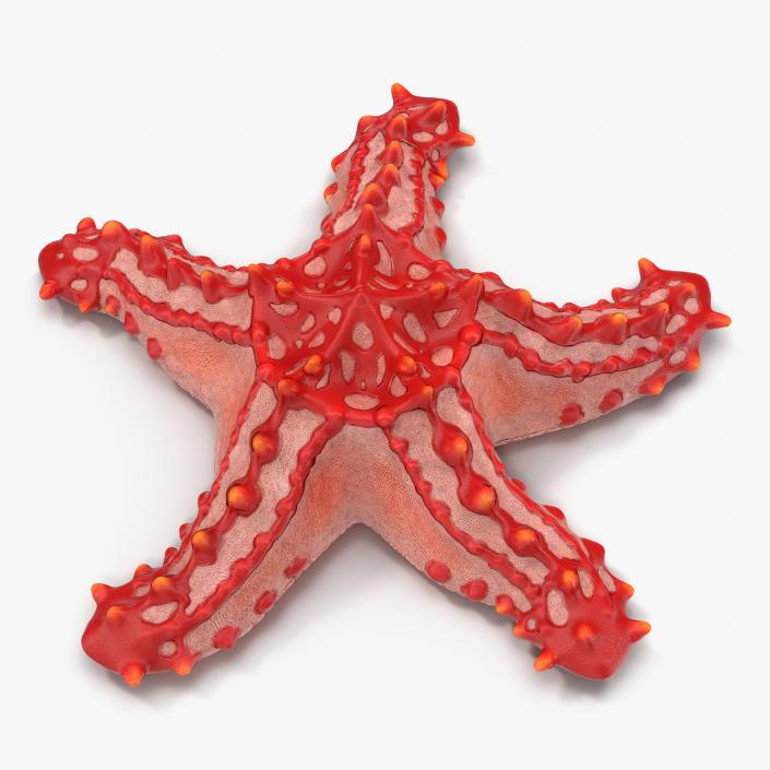 Red Knobbed Starfish Rigged 3D