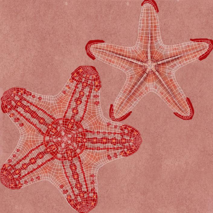 3D model Red Knobbed Starfish