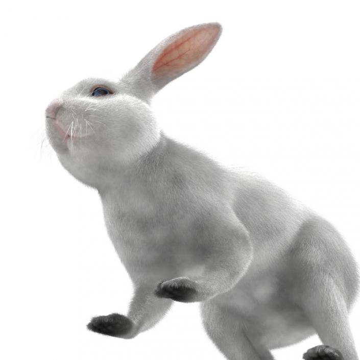 White Rabbit Rigged 3D model