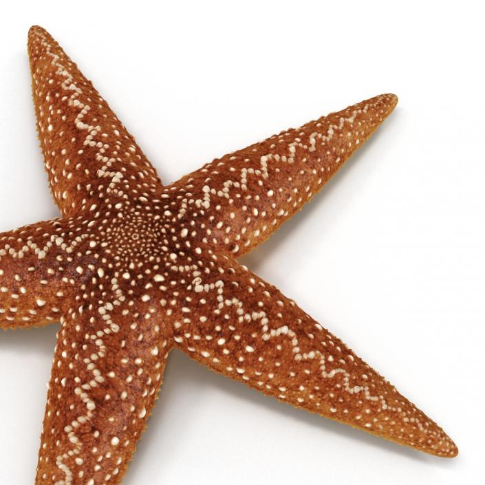Starfish 2 Rigged 3D