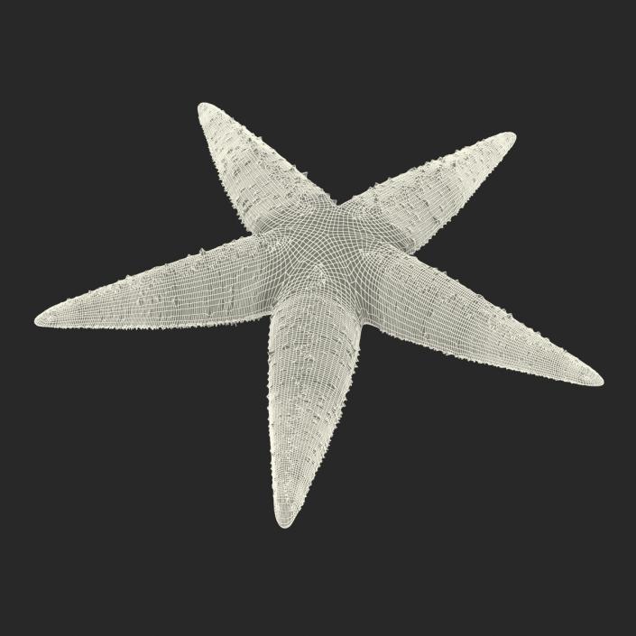 Starfish 2 Rigged 3D