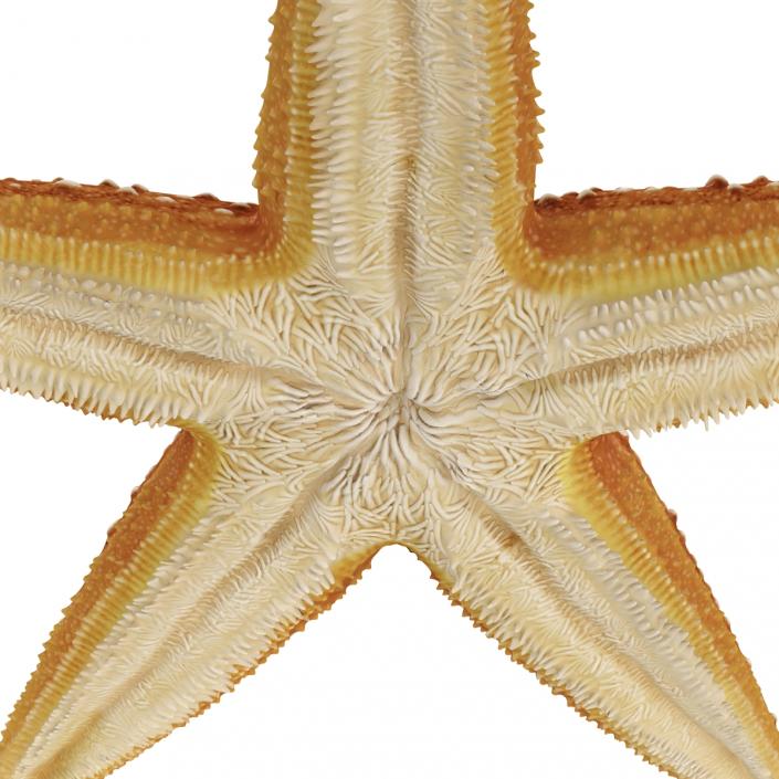 3D model Starfish 2