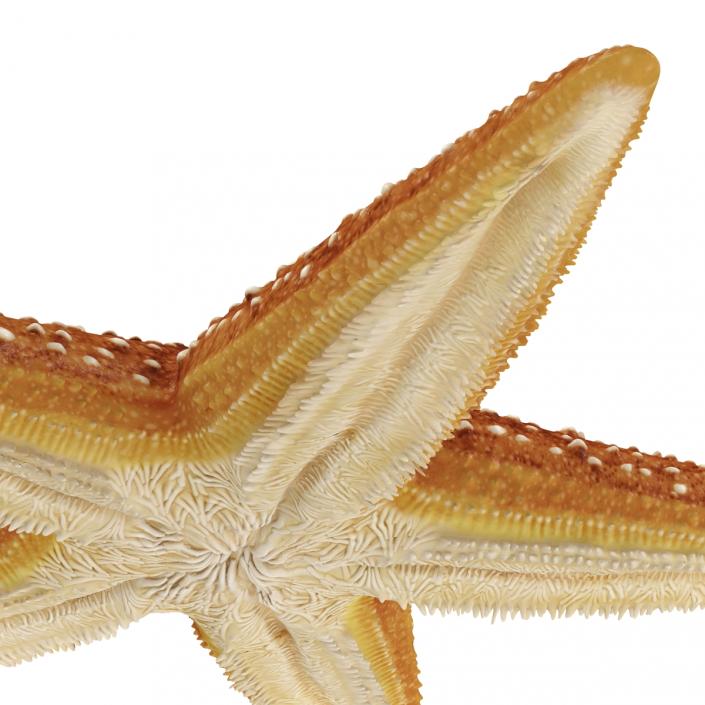 3D model Starfish 2