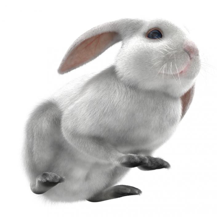 White Rabbit Pose 2 3D model