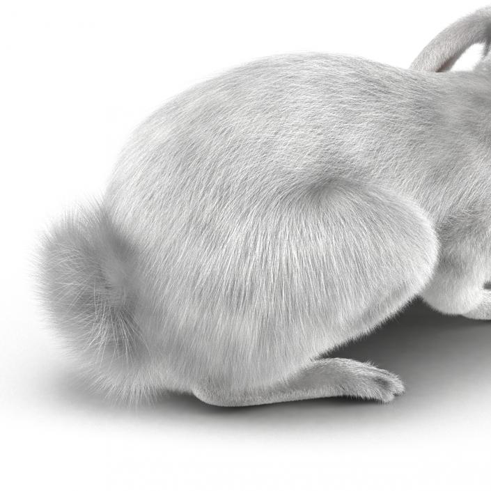 White Rabbit Pose 2 3D model