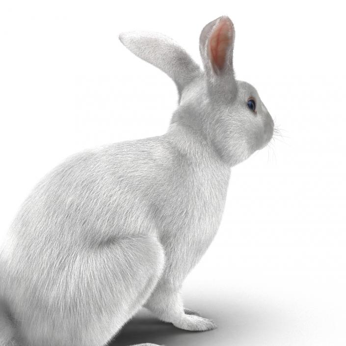 White Rabbit Pose 3 3D model