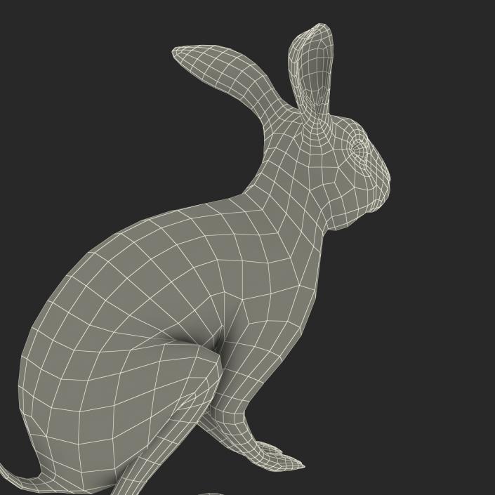 White Rabbit Pose 3 3D model